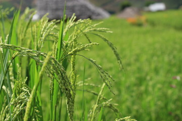 Plakat Organic paddy rice, young green ear of paddy in green terraced rice fields on mountain, hill cultivation, agriculture background