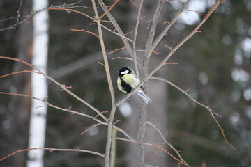 Bird titmouse tit on a branch tree in winter	
