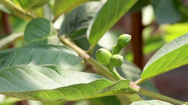 Guava branch with flower buds shaking with air close up footage