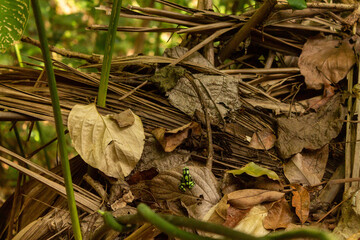 Rana Dardo en medio de la selva del Darien