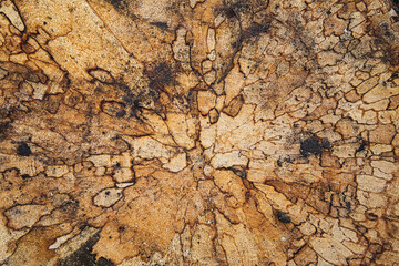 Textur eines Baumstamms 