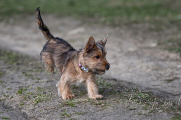 A thoroughbred Yorkshire Terrier puppy is playing running across the field.