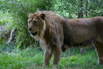 An Asian Lion standing attentive in grass.