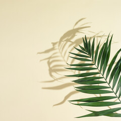 Summer minimal background with natural green palm leaves with sun shadows. Pastel colored aesthetic photo with palm plant.