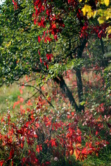 Red leaves on green grass and green tree