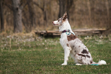 The smartest dog breed in the world. Charming young dog on a walk in the spring. Red Merle Border Collie sits in the park on the grass and looks carefully ahead.