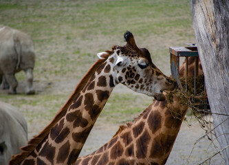 Closeup of a Giraffe eating hay.