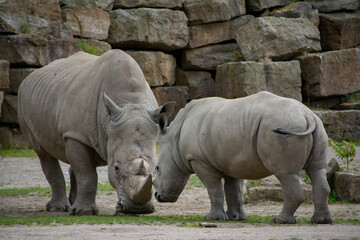Naklejka premium Two Southern White Rhinoceros standing face to face.