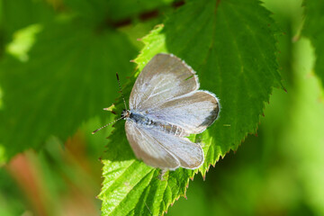 wunderbarer Schmetterling auf dem Blatt in der Natur