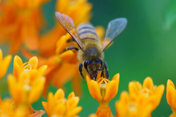 Bee and flower. Banner. Close up of a striped bee collecting pollen on a pink flower on a Sunny bright day on a green background. A bee collects honey. Summer and spring 