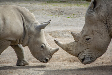 Two Southern White Rhinoceros standing face to face.