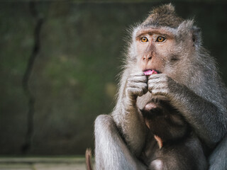 Monkeys at the Sacred Monkey Forest Sanctuary in Ubud, Bali