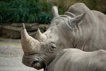 Fototapeta premium A Southern White Rhinoceros resting its head on a calf.