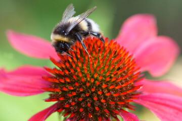 Bee and flower. Banner. Close up of a striped bee collecting pollen on a pink flower on a Sunny...