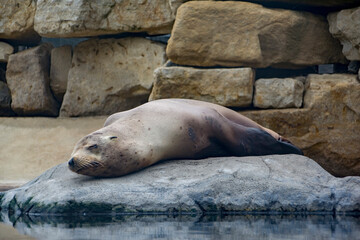 A California Sea Lion sleeping on a rock.