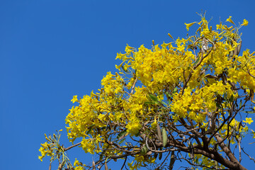 Tabebuia aurea is a species of Tabebuia native to South America in Suriname, Brazil, eastern Bolivia, Peru, Paraguay, and northern Argentina. common English name Caribbean trumpet tree is misleading