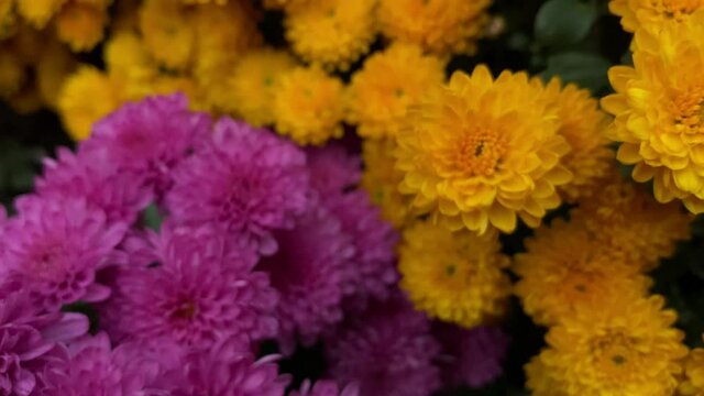 Close-up of beautiful chrysanthemums of yellow and purple colors.