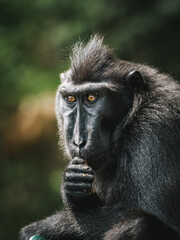 The Celebes crested macaque. Crested black macaque, Sulawesi crested macaque, or the black ape. Natural habitat. Sulawesi. Indonesia.
