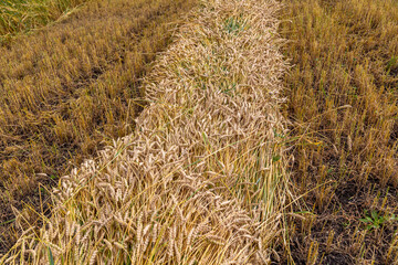Separate harvesting of wheat by mowing headers into swaths at a low cut