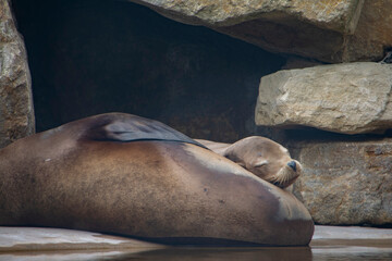 A California Sea Lion sleeping peacefully.