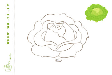 Coloring book cabbage with example