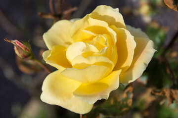 Yelow Rose