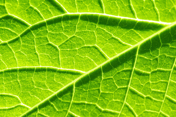 Green Leaf Texture Macro