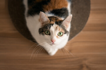 Cat lies on scratching post and looks up