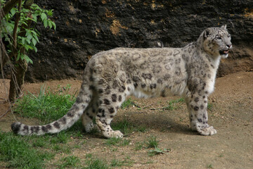 Léopard des neiges