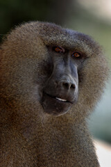 babouin mâle