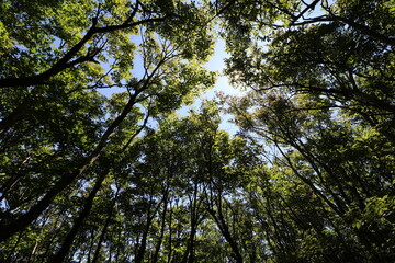 神奈川の金時山の登山