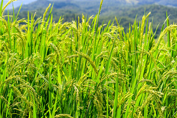 Organic paddy rice, young green ear of paddy in green terraced rice fields on mountain, hill cultivation, agriculture background