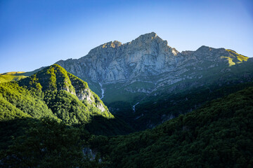 mountains covered with green trees
