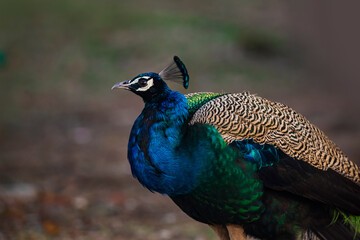 Fototapeta premium portrait of a peacock