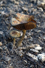 mushroom in forest