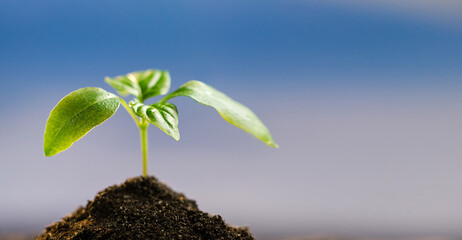 Young green sprout grows from the ground in garden against the blue sky. New life, gardening, agriculture and ecology concept