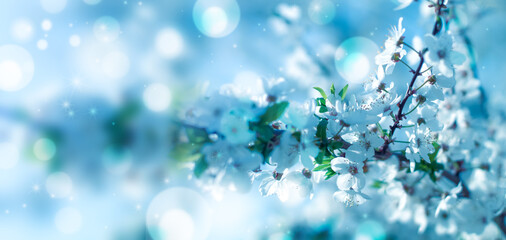 Delicate spring floral background toned in blue. Branch of spring flowering on a gentle blue background, bokeh