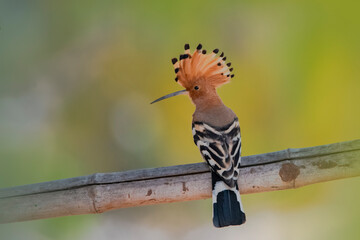 common hoopoe © Diganta