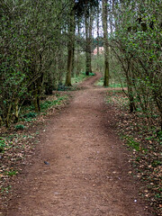 woodland walkway path