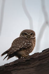 Spotted owlet