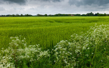 View across fields of wheat under clouded sky on fine spring morning. Beverley, UK.