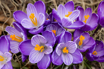 Purple, striped, and white crocuses light up the spring garden in Wisconsin
