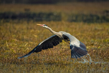 Grey heron