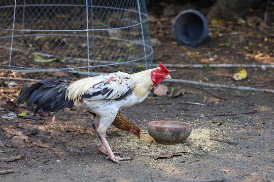 The family fighting hen eat food in farm at thailand