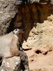 Meerkat in the sun