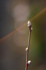 Stem shadberry buds in early spring