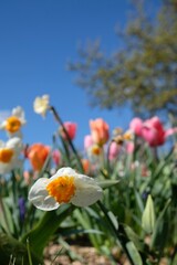 Close up of a beautiful tulip and other colorful flowers against a blue sky in France
