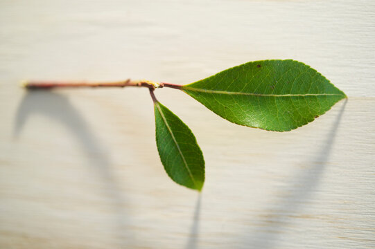 Studio shot of twig with green leaves on wooden surface