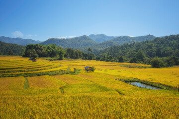 huts in the yellow fields among the mountains
