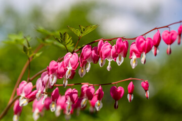 Close-up flowers of a bleeding heart Dicentra Spectabils